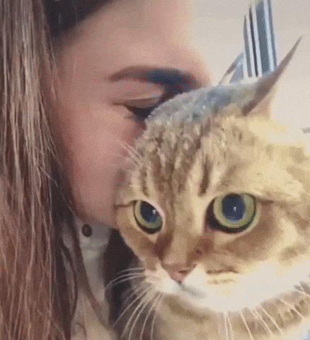 Cat is Not in the Mood of Cuddling Funny Pet