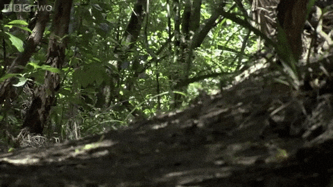 Kakapo GIFs - Find & Share on GIPHY