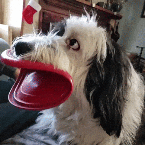 Frisbee and dog in dog gifs