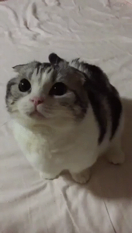 giphy.gif