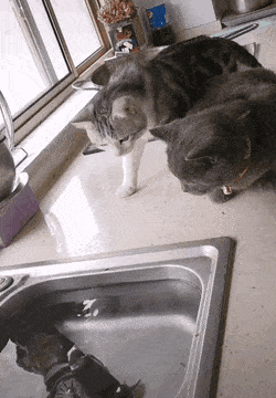 source.gif