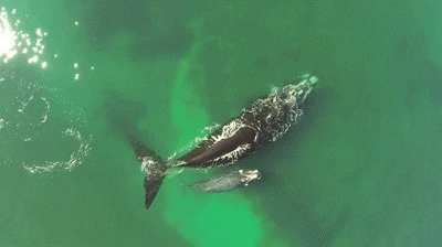  animals science argentina marine biology cetacean GIF