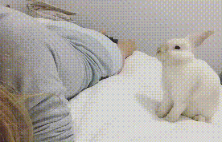 https://media.giphy.com/media/gmoCQ9y6dlc5O/giphy.gif