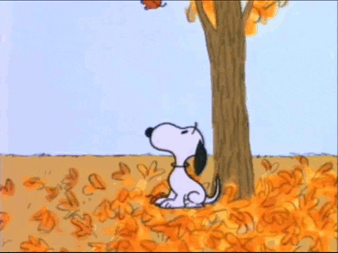 Happy Autumn GIF - Find & Share on GIPHY
