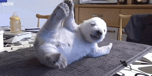 Bear GIFs Get The Best GIF On GIPHY Bear GIFs Get The Best GIF On GIPHY