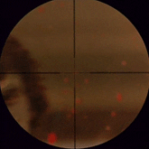 giphy.gif
