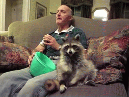 animals eating sitting popcorn raccoon