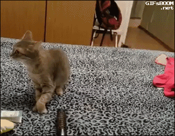 Image result for sneezing cat gif