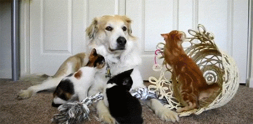 Cat And Dog GIF - Find & Share on GIPHY