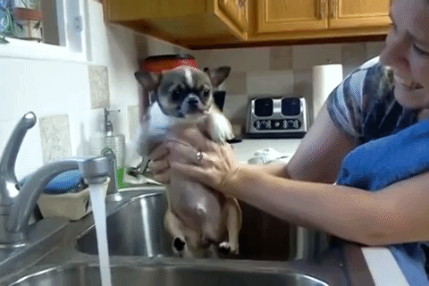 19 adorable puppers swimming in mid air because they think theyre in the water Animated GIF - Find & Share on GIPHY