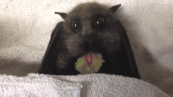 bat