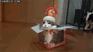Koci zen w pudełku