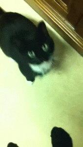 Cat Camera GIF - Find & Share on GIPHY