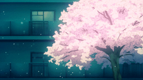 Sakura blossoms