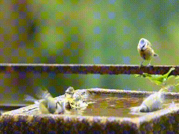 Bird Bath GIF by Cheezburger - Find & Share on GIPHY