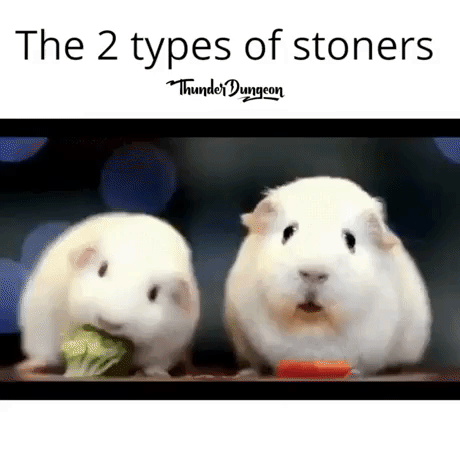 Types Of Stoners in funny gifs