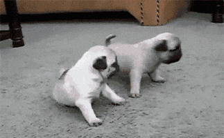 Pug Baby GIFs - Find & Share on GIPHY
