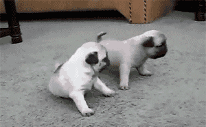 Animated Baby Animals GIF Find Share on GIPHY