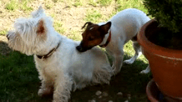 Dog Humping GIFs - Get the best GIF on GIPHY