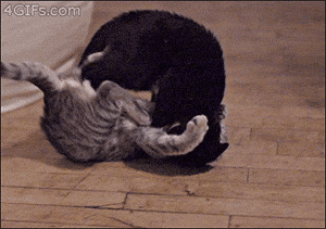The Swat Team: Why Do Cats Slap Each Other?