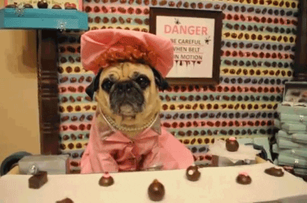 chocolate pug dog so cute sassy