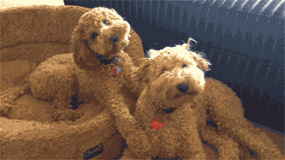 two dogs tilting their heads | Pupford