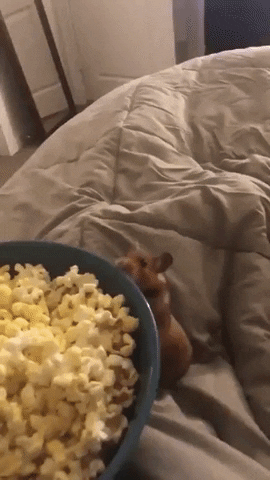 Hamster want hamster get in funny gifs