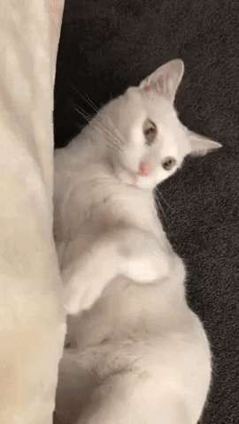 Dont touch me hooman in cat gifs