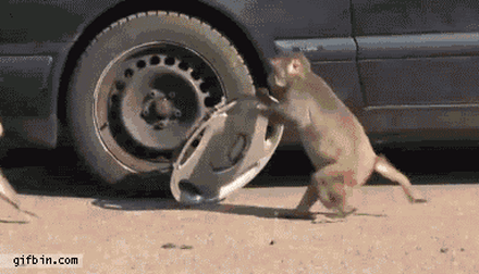 A monkey take away the rim from a car.