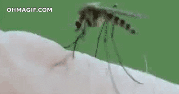 animated nature blood bite mosquito