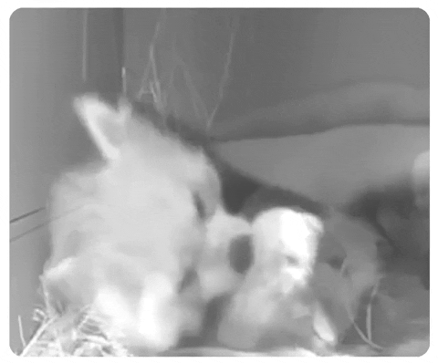 Red Panda Footage with Cub