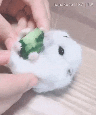 The floof ball in funny gifs