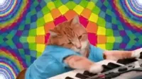 Keyboard Cat