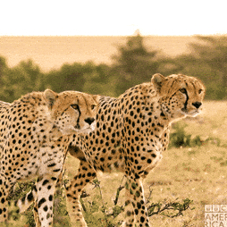 On The Prowl