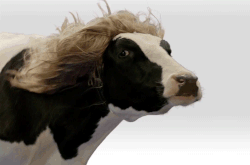 animals in wigs