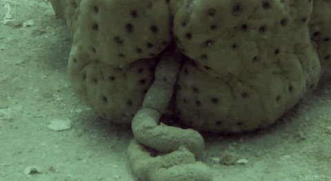 sea sponge moving gif