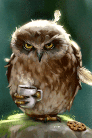 Image result for angry owl gif