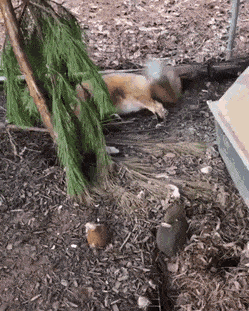 Foxy want some pets in funny gifs