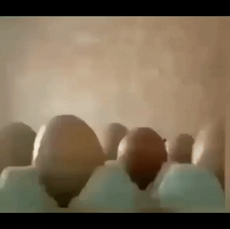 Hatching an egg in WaitForIt gifs