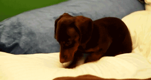 Cutest Dog GIFs Find &amp; Share on GIPHY