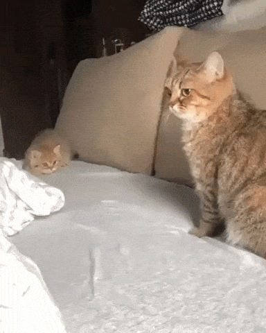 How to Stop Your Kid from Annoying You | Kitten Wants to Play with Mama Cat
