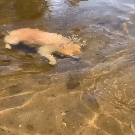 Mermaid dog in dog gifs