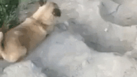 Doggo enjoying slide