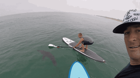 Shark GIF - Find &amp; Share on GIPHY