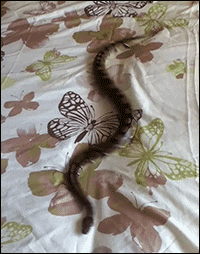 необычные иррациональные фобии, странные фобии