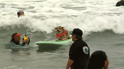 Cute little puppy surfing into Lakeside Commons