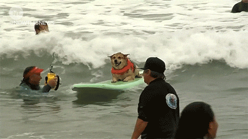 Cute little puppy surfing into Lakeside Commons