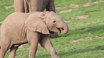 Baby Elephant GIF - Find & Share on GIPHY