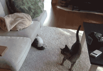 Cat Gifs GIF  Find  Share on GIPHY