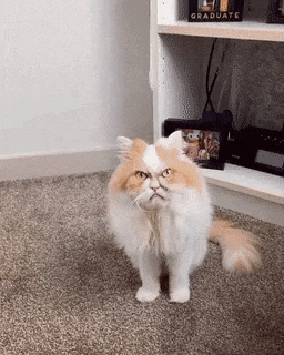 Are you angry catto in cat gifs